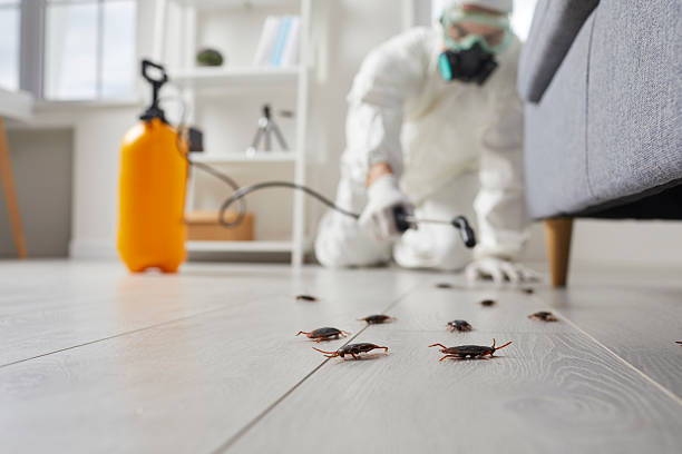 Commercial Kitchen Cockroach Control in Kansas City